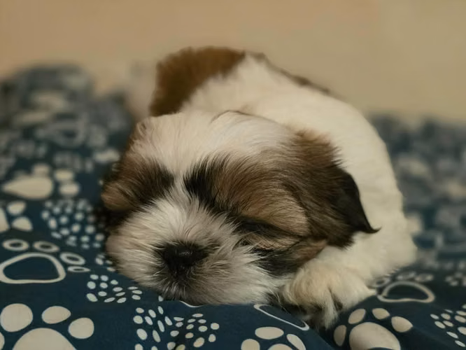 Shih Tzu Machos - Imagen 3