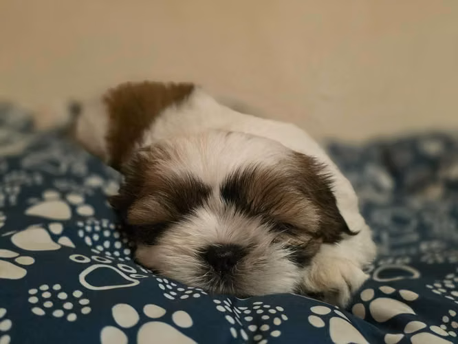 Shih Tzu Machos