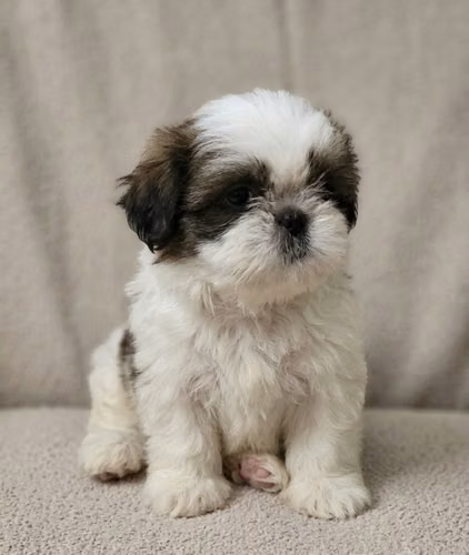 Shih Tzu Machos Imperial 