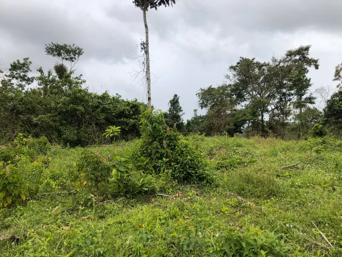 Finca en Venta 8 Hectáreas en San Carlos – Acceso al Río – Ideal Ganadería o Ecoturismo - Imagen 7