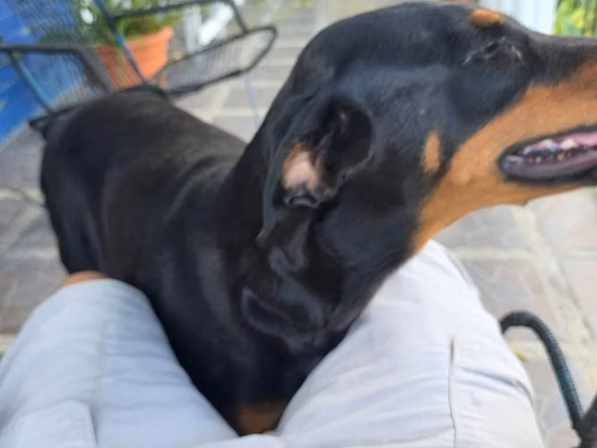 Próxima camada de cachorros raza Doberman