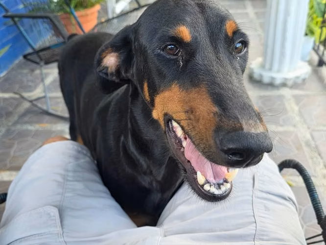Próxima camada de cachorros raza Doberman - Imagen 2