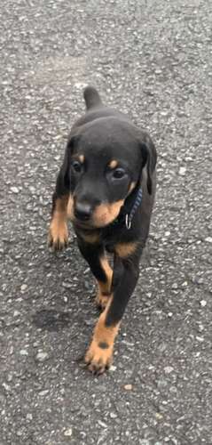 DOBERMAN HEMBRA 2 MESES ENTREGA 18 OCTUBRE 2026 - Imagen 2