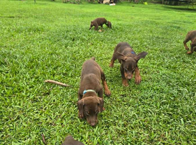 DOBERMAN HEMBRA/MACHO 2 MESES ENTREGA 27 OCTUBRE 2026