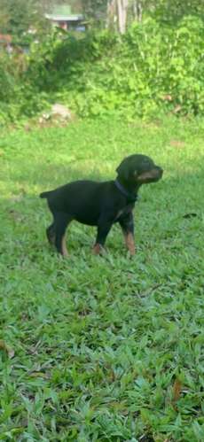 DOBERMAN HEMBRA 2 MESES ENTREGA 18 OCTUBRE 2026 - Imagen 3