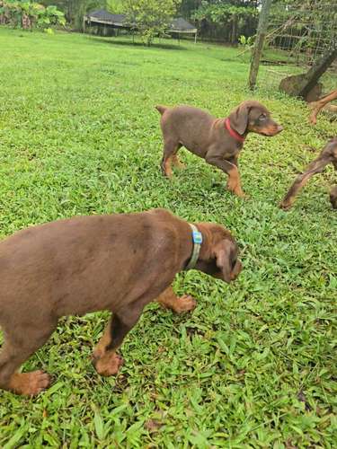 DOBERMAN HEMBRA/MACHO 2 MESES ENTREGA 27 OCTUBRE 2026