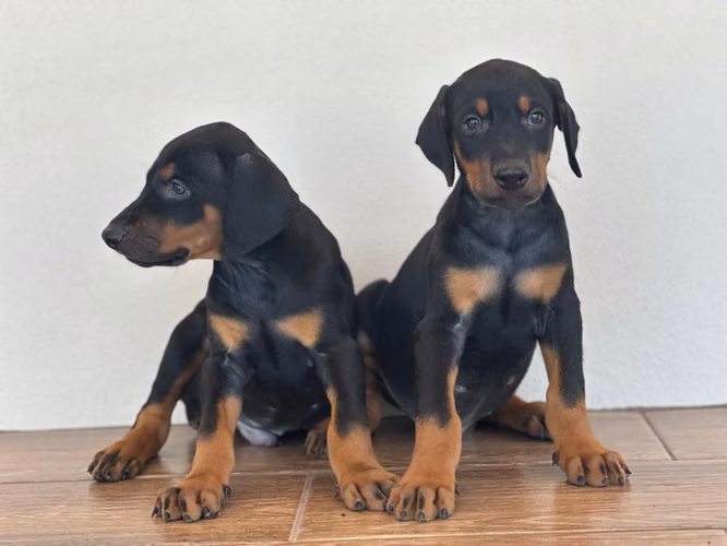 DOBERMAN MACHOS/HEMBRAS 2 MESES 15 AGOSTO PERROSALFAK9.COM - Imagen 4