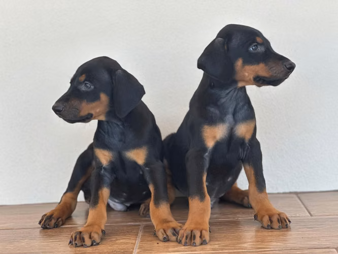 DOBERMAN MACHOS/HEMBRAS 2 MESES 15 AGOSTO PERROSALFAK9.COM - Imagen 3