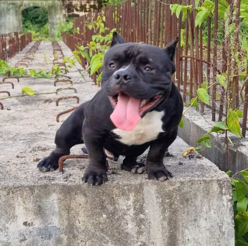 Vendo American bully - Imagen 1