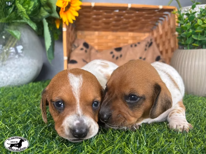 Salchichas dachshund Piebald mini - Imagen 6