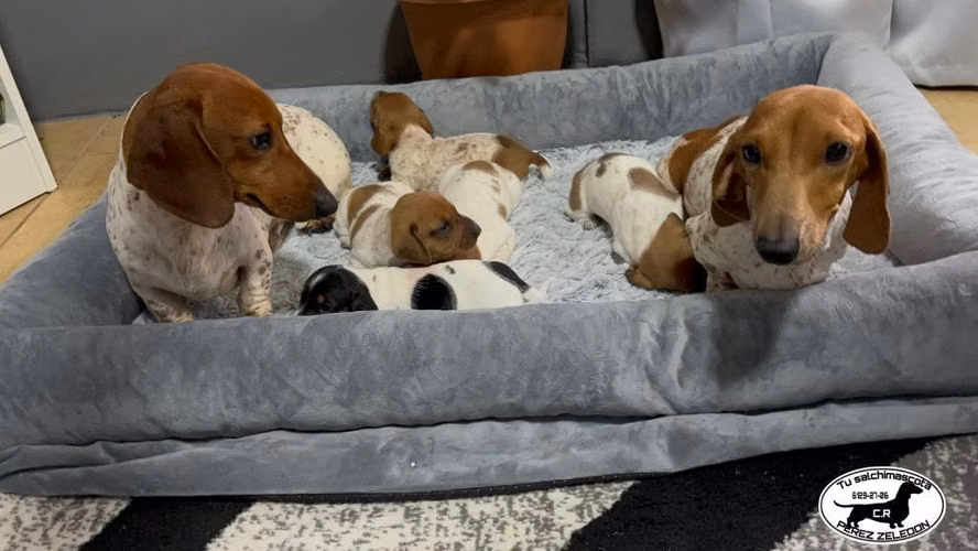 Salchichas dachshund Piebald mini - Imagen 2