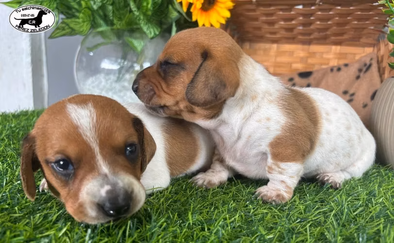Salchichas dachshund Piebald mini - Imagen 3