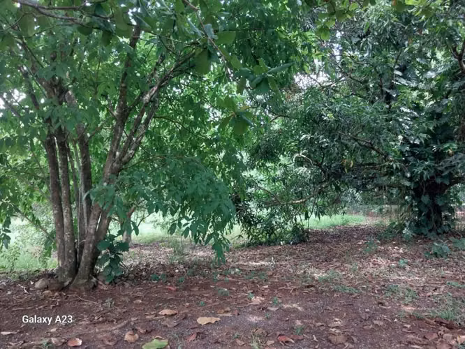 VENTA DE TERRENO EN OROTINA APTA PARA DESARROLLO MIXTO Y HOSPEDAJE - Imagen 7