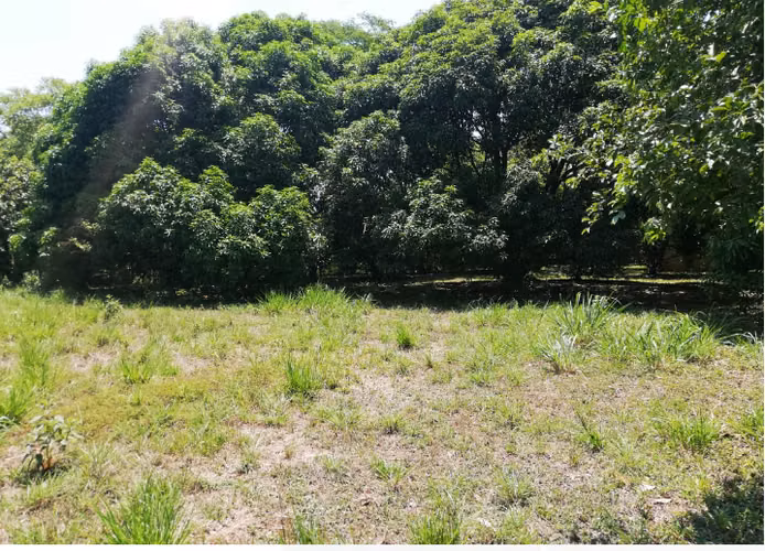 VENTA DE TERRENO EN OROTINA APTA PARA DESARROLLO MIXTO Y HOSPEDAJE - Imagen 8