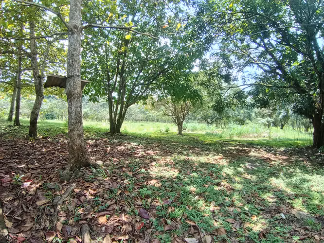 VENTA DE TERRENO EN OROTINA APTA PARA DESARROLLO MIXTO Y HOSPEDAJE - Imagen 2