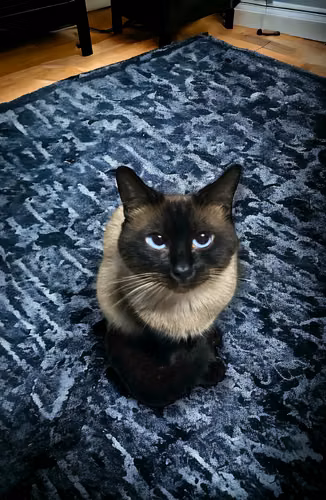 gato siames - Imagen 9