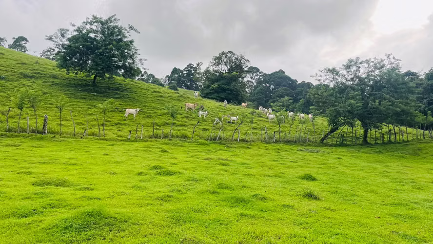 Finca ganadera