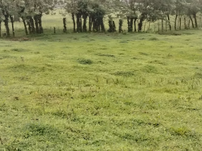 Finca ganadera - Imagen 6