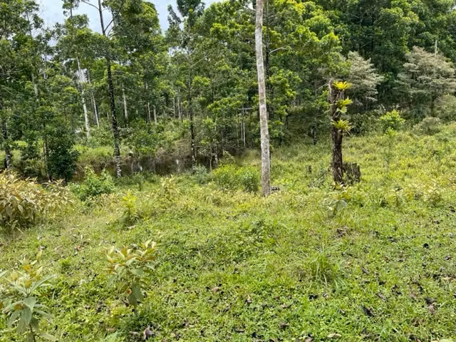 Lote en BellaVista de Guápiles - Imagen 4