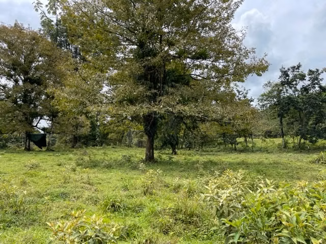 Lote en BellaVista de Guápiles - Imagen 2