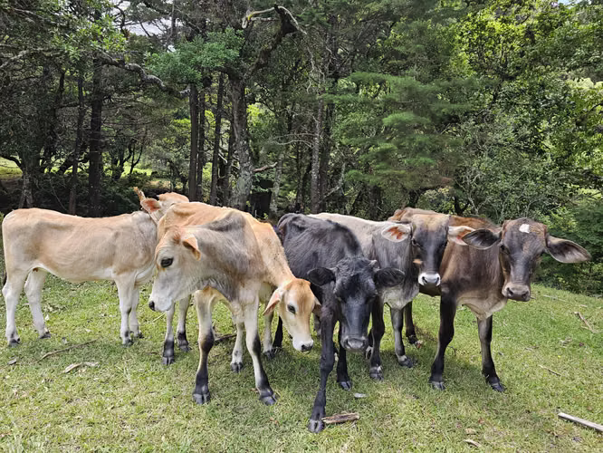 Finca de 14 Hectáreas en Ángeles de San Rafael de Heredia - Imagen 13