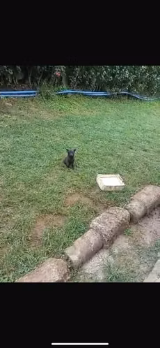 Pastor Malinois