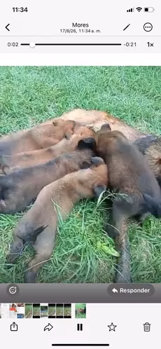 Pastor Malinois