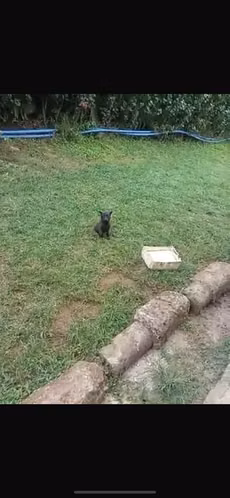 Pastor Malinois