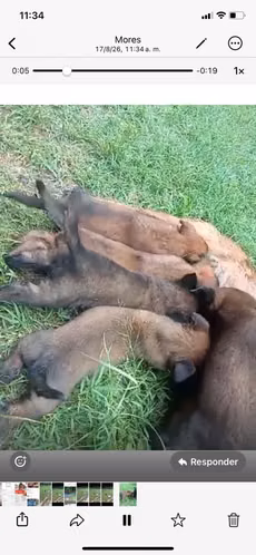 Pastor Malinois
