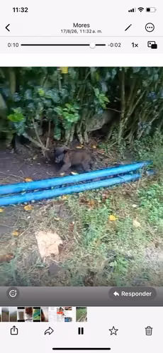 Pastor Malinois