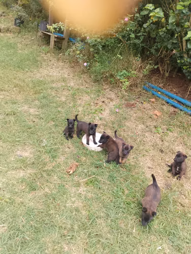 Pastor Malinois