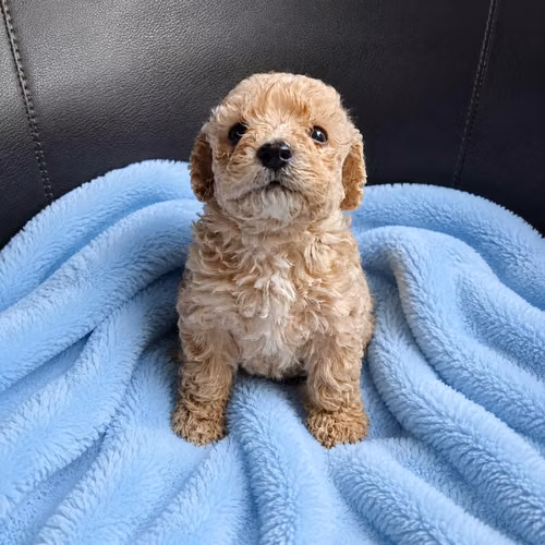 Fresh poodle Mini de Bolsillo - Imagen 3