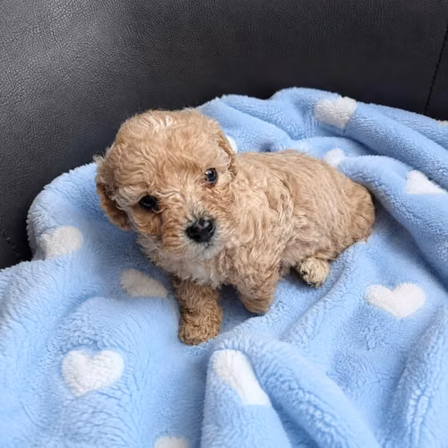 Fresh poodle Mini de Bolsillo - Imagen 2