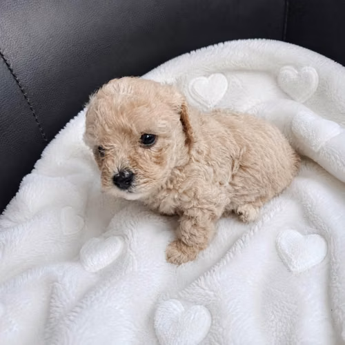 Fresh poodle Mini de Bolsillo - Imagen 5
