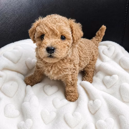 Fresh poodle Mini de Bolsillo - Imagen 4