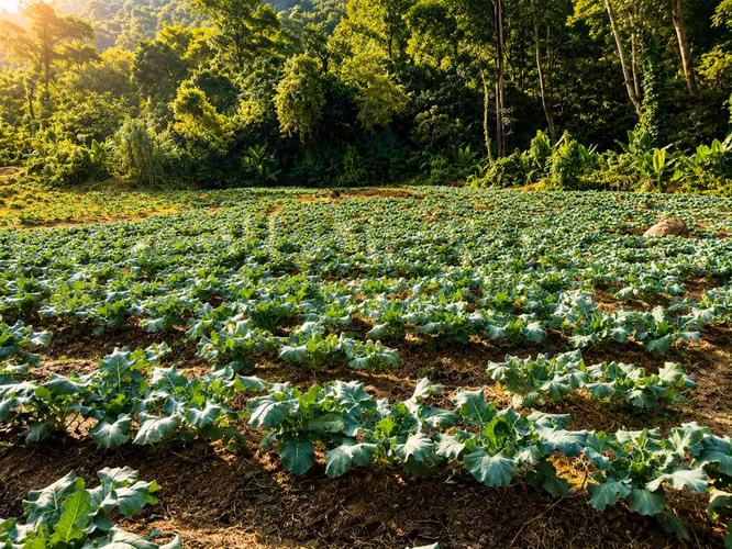 Finca en Orosi/uso ganadero y recreacional
