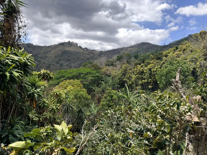 Venta de Finca Cafetalera con hermosa Casa en Atenas - Imagen 19