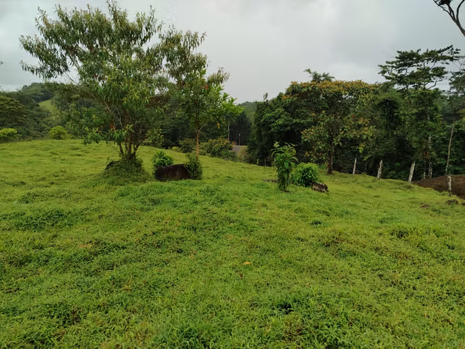 Finca 15.5 hectareas - Imagen 7