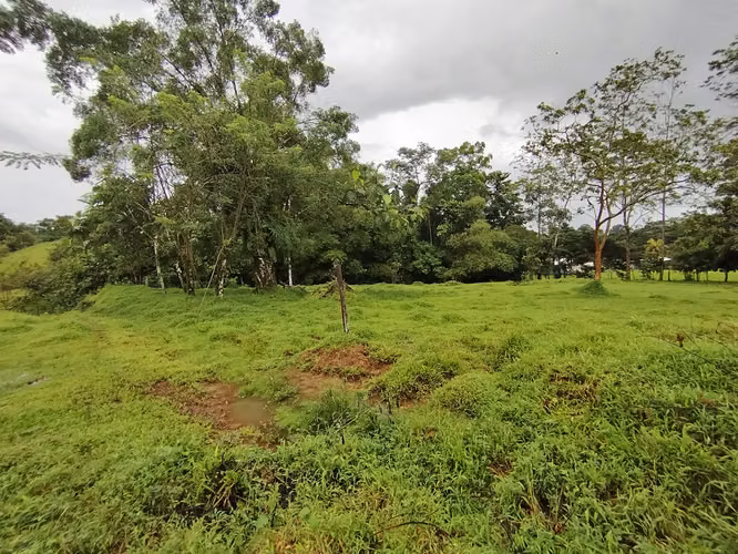 Finca 15.5 hectareas - Imagen 3