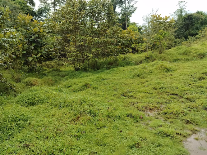 Finca 15.5 hectareas - Imagen 4