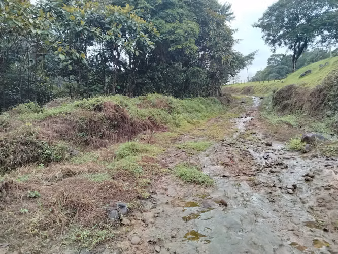 Finca 15.5 hectareas - Imagen 12