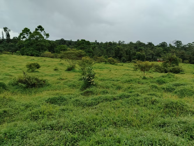 Finca 15.5 hectareas