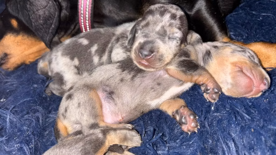 Dachshund (salchicha)
