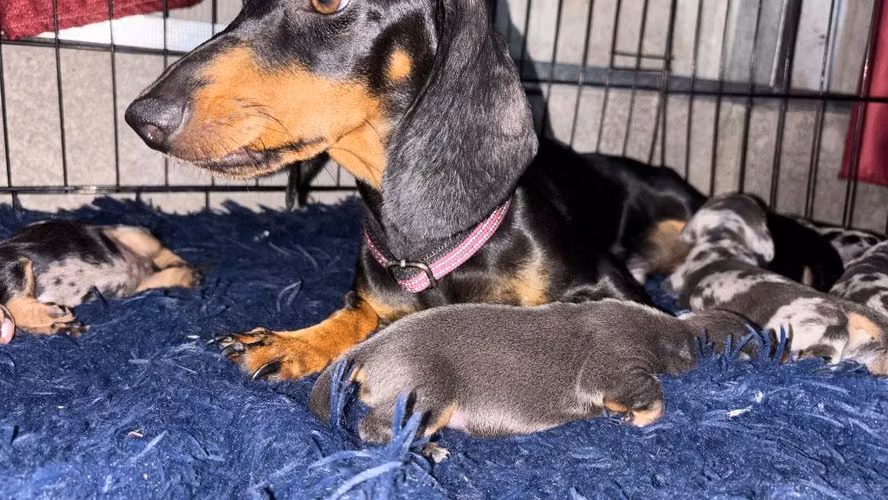 Dachshund (salchicha) - Imagen 2