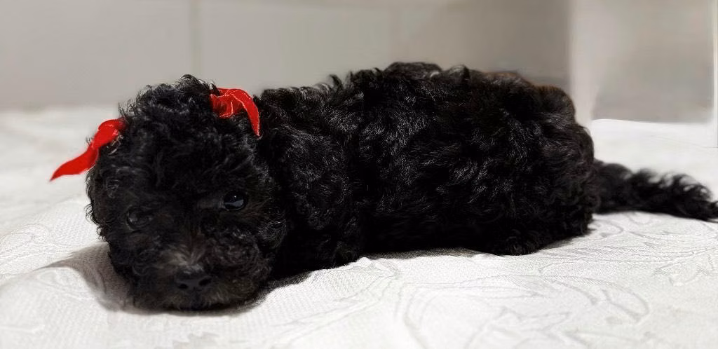 HERMOSOS FRENCH POODLE - Imagen 5