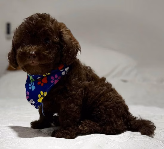 HERMOSOS FRENCH POODLE - Imagen 3