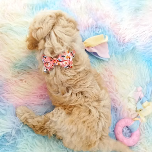 French Poodle Hembra Toy - Imagen 2