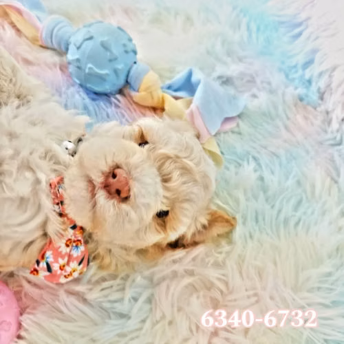 French Poodle Hembra Toy - Imagen 4