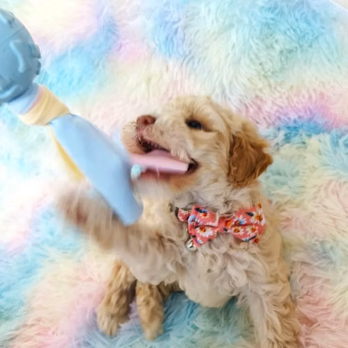 French Poodle Hembra Toy - Imagen 3