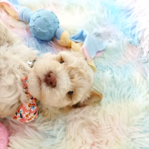 French Poodle Hembra Toy